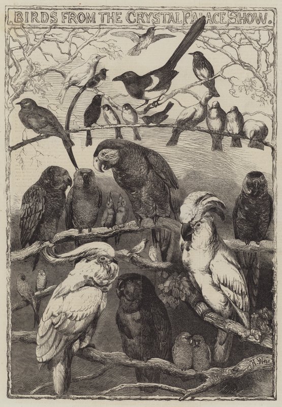 Birds from the Crystal Palace Show by Harrison William Weir