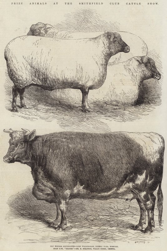 Prize Animals at the Smithfield Club Cattle Show by Harrison William Weir