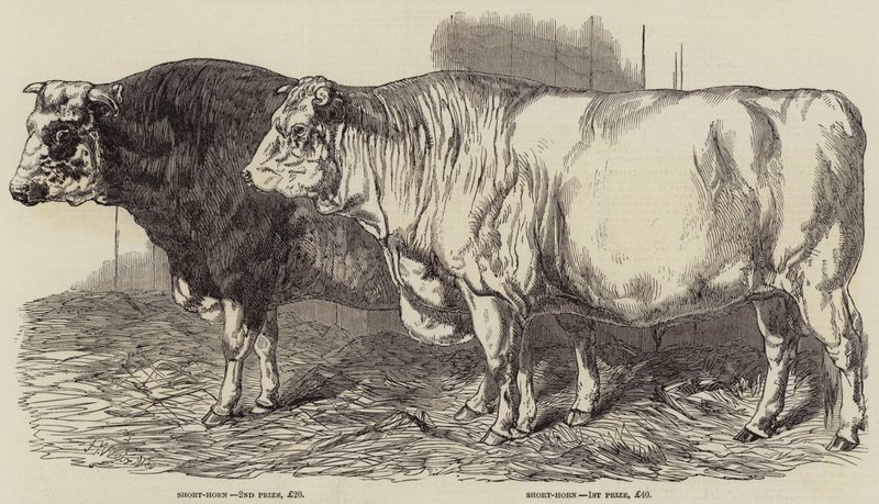 Prize Cattle at the Royal Agricultural Society