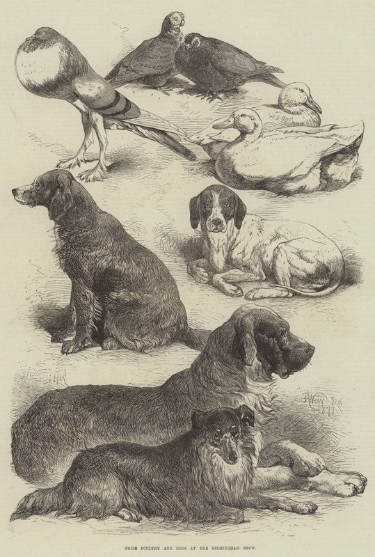Prize Poultry and Dogs at the Birmingham Show by Harrison William Weir