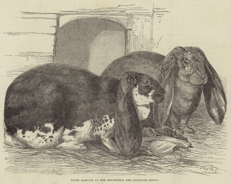 Prize Rabbits at the Rochester and Chatham Show by Harrison William Weir
