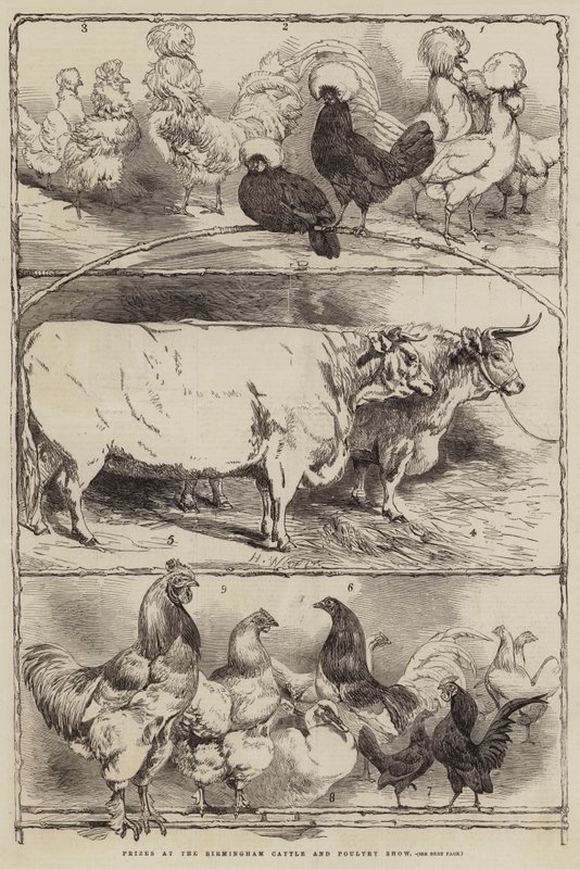 Prizes at the Birmingham Cattle and Poultry Show by Harrison William Weir