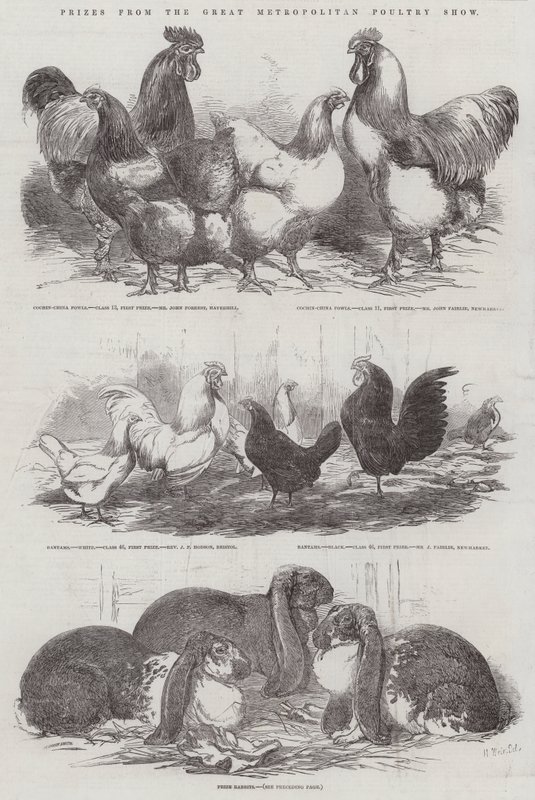 Prizes from the Great Metropolitan Poultry Show by Harrison William Weir