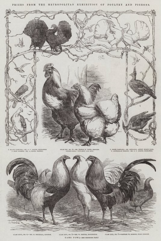 Prizes from the Metropolitan Exhibition of Poultry and Pigeons by Harrison William Weir