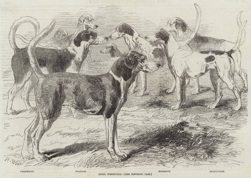 Royal Staghounds by Harrison William Weir