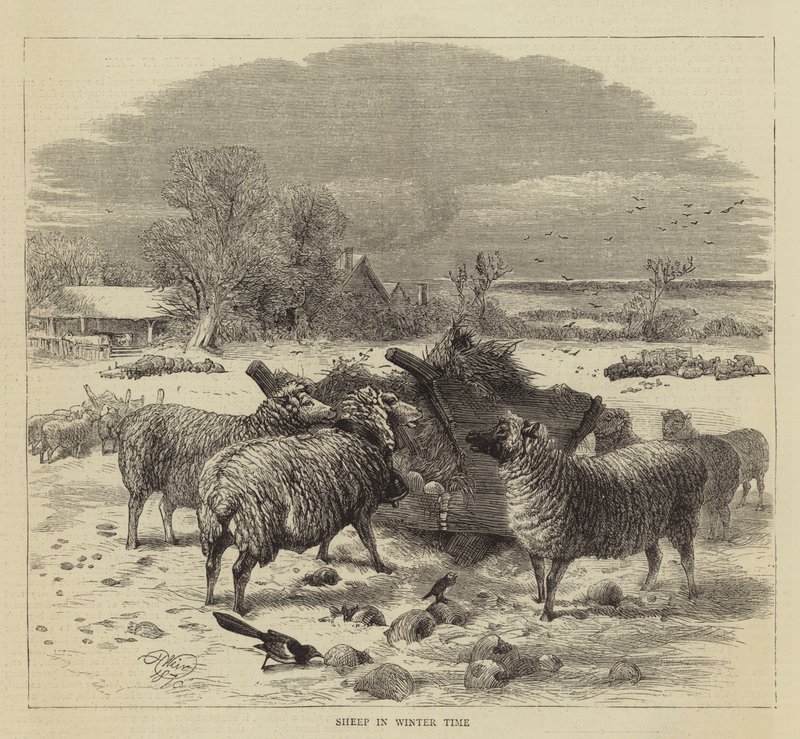 Sheep in Winter Time by Harrison William Weir