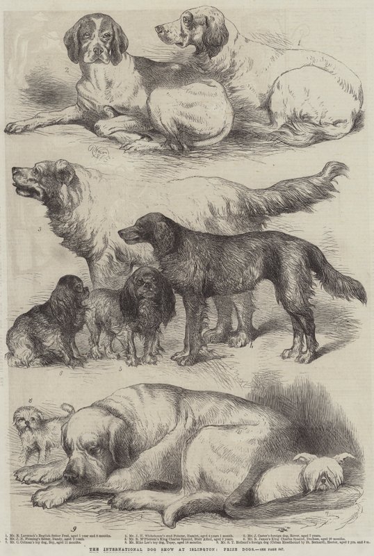 The International Dog Show at Islington, Prize Dogs by Harrison William Weir