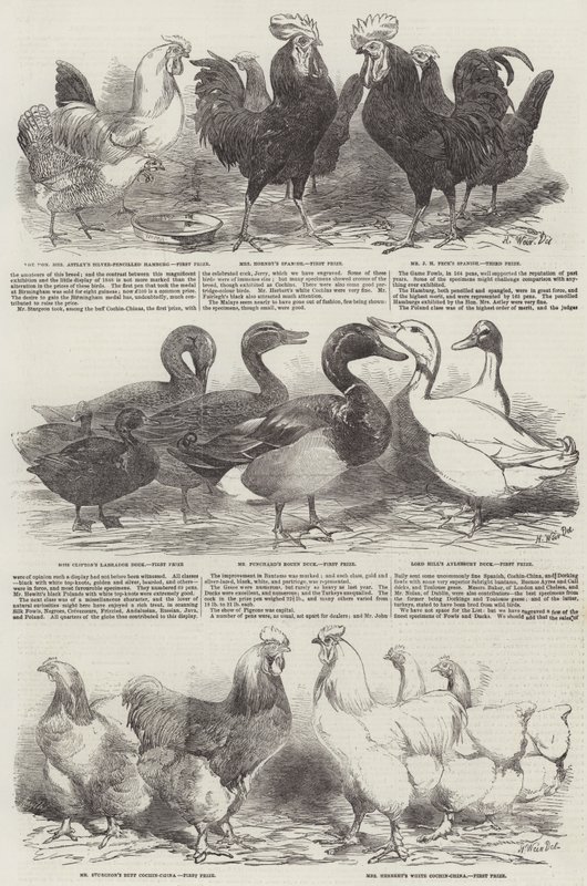 The Poultry Exhibition at Birmingham by Harrison William Weir