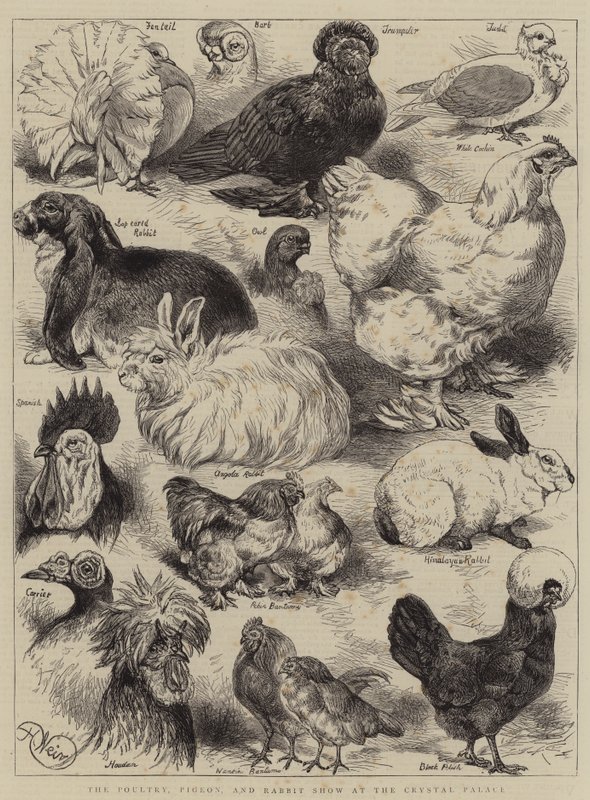 The Poultry, Pigeon, and Rabbit Show at the Crystal Palace by Harrison William Weir