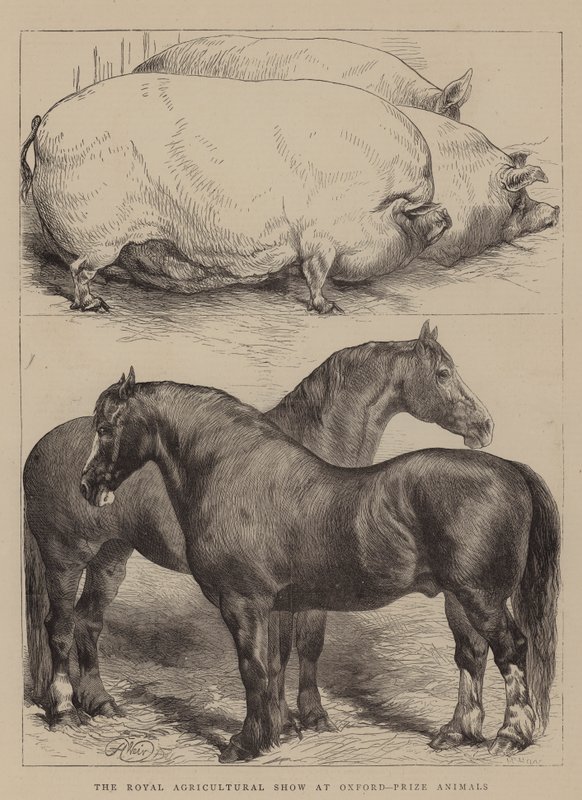 The Royal Agricultural Show at Oxford, Prize Animals by Harrison William Weir