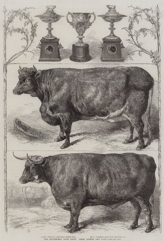 The Smithfield Club Cattle Show, Prize Cattle and Cups by Harrison William Weir