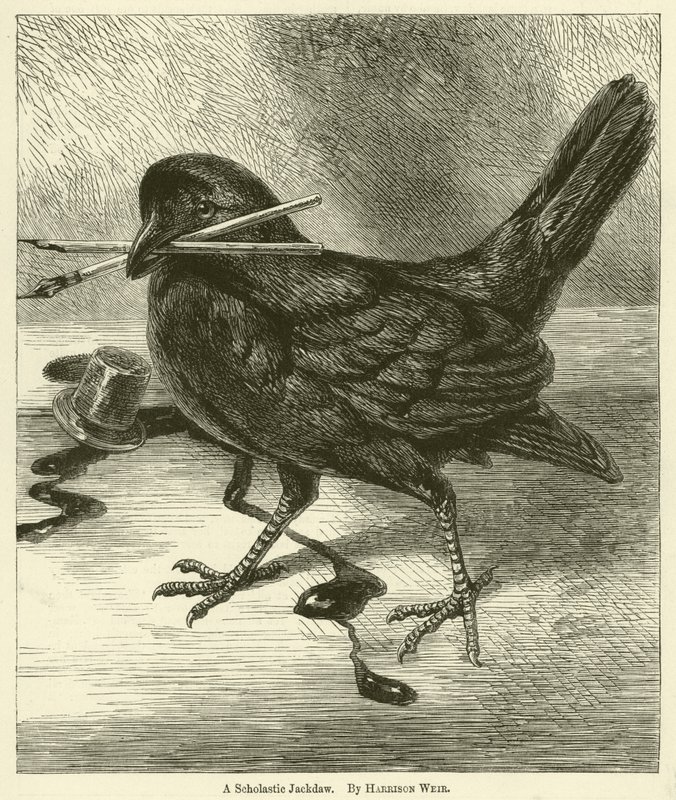 A Scholastic Jackdaw by Harrison William Weir