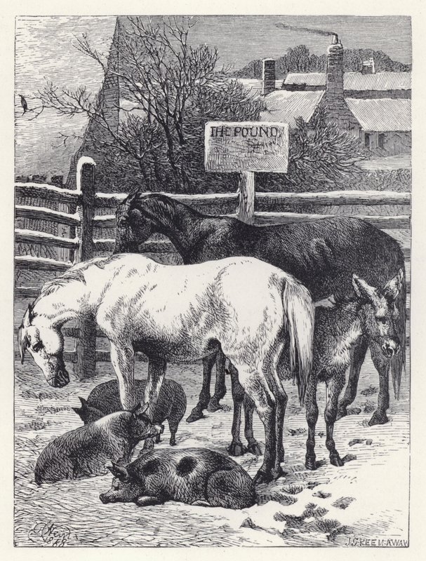 Animals in the Pound by Harrison William Weir