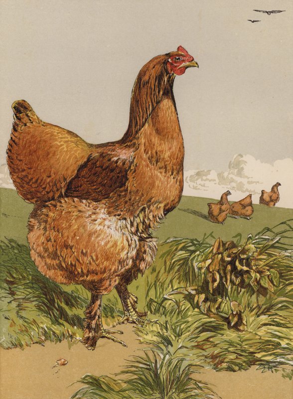 Cinnamon Cochin Hen by Harrison William Weir