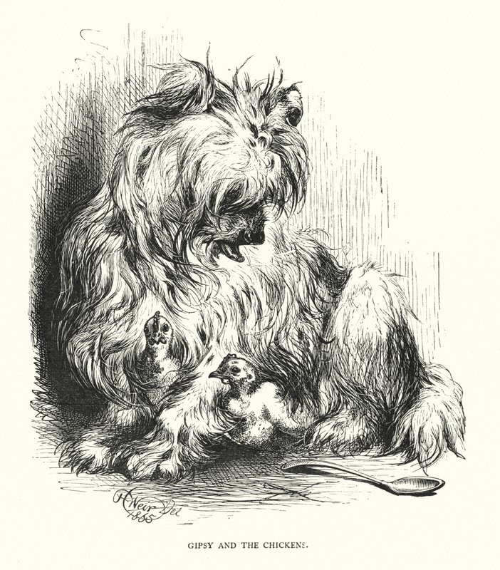 Gipsy and the Chicken (engraving) by Harrison William Weir