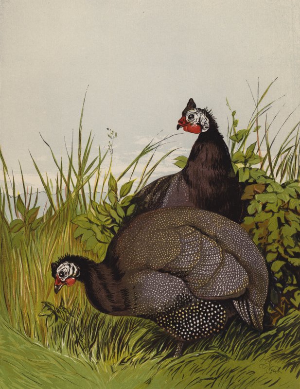 Guinea Fowls by Harrison William Weir