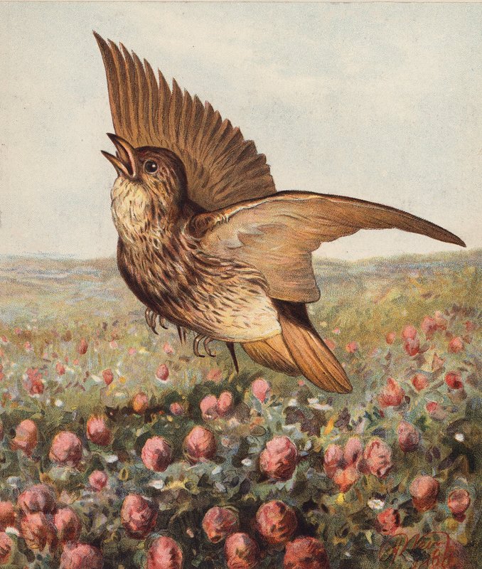 In the Clover by Harrison William Weir