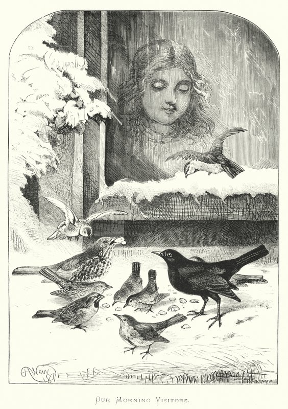 Our Morning Visitors by Harrison William Weir