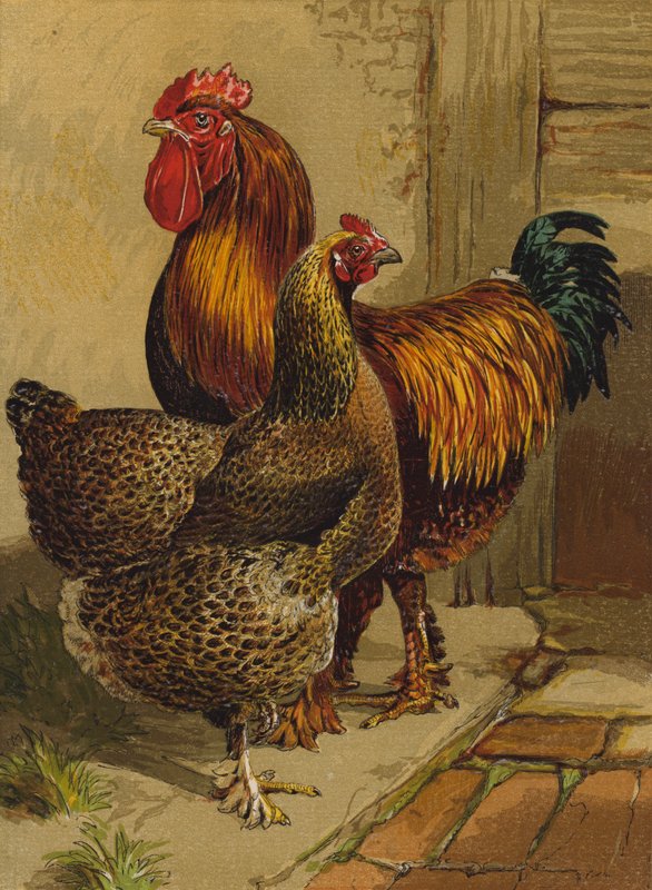 Partridge Cochins by Harrison William Weir