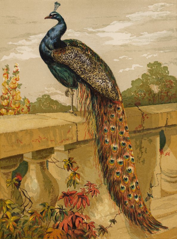 Peacock by Harrison William Weir