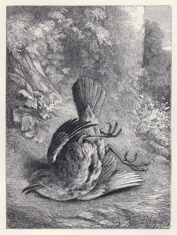 Robin Stunned by His Fall by Harrison William Weir