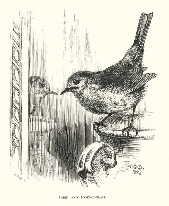 Robin and Looking-Glass (engraving) by Harrison William Weir
