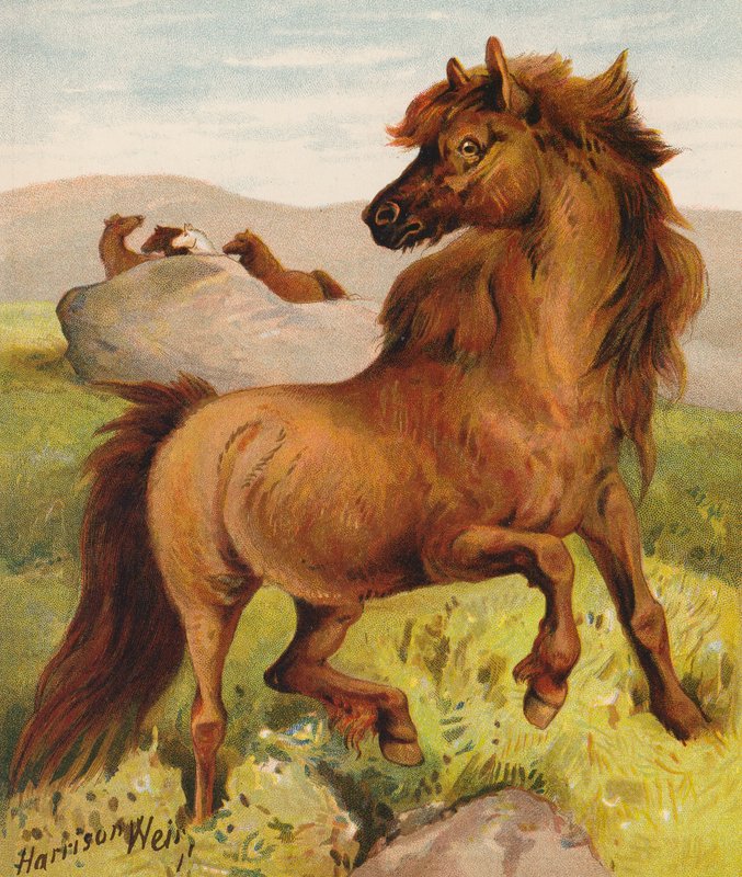 Shetland Ponies by Harrison William Weir