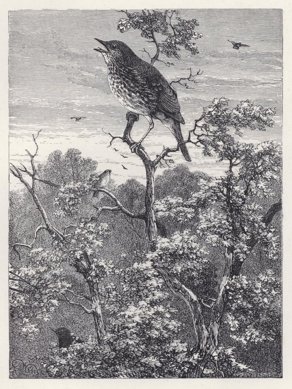 The Concert of Birds by Harrison William Weir