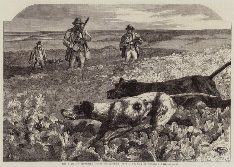 The First of September, Partridge-Shooting by Harrison William Weir