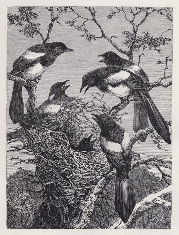 The Magpies and their Nest by Harrison William Weir