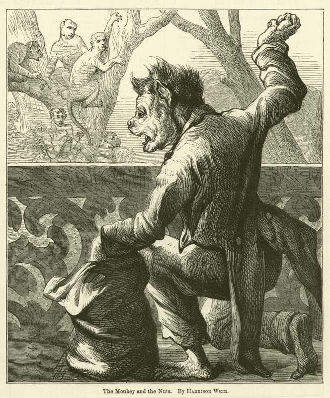 The Monkey and the Nuts by Harrison William Weir