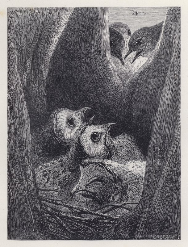 The Nest of Young Owls by Harrison William Weir
