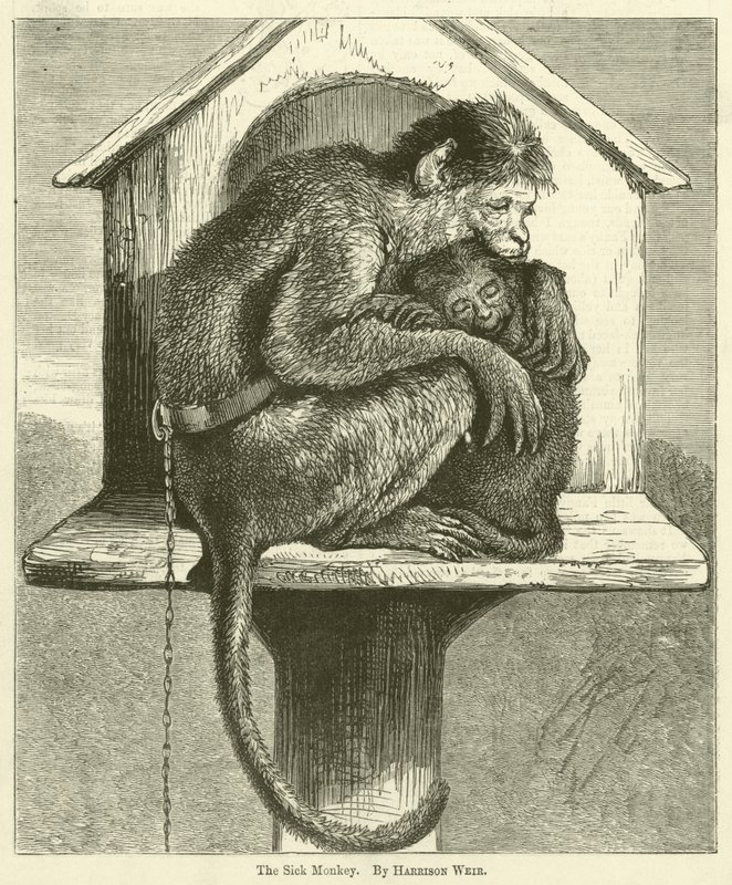 The Sick Monkey by Harrison William Weir