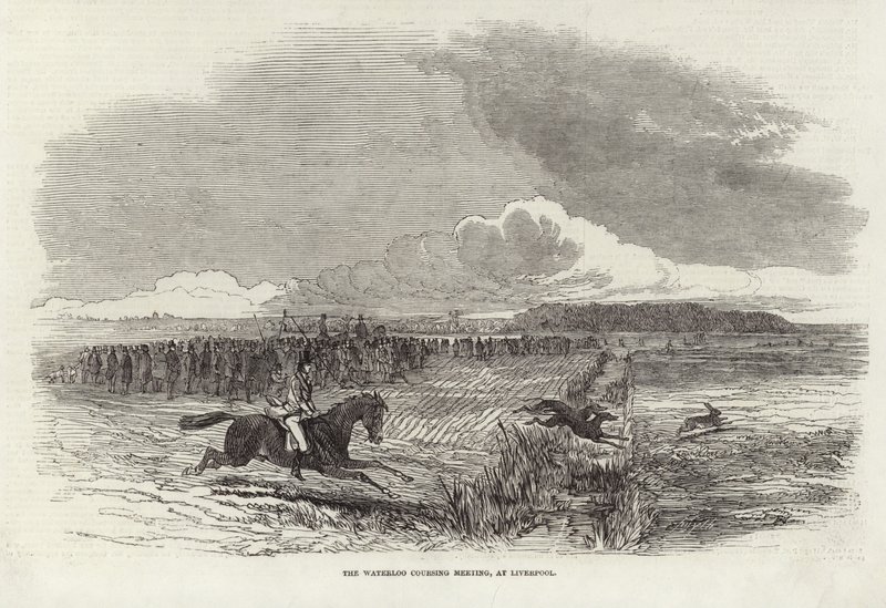The Waterloo Coursing Meeting by Harrison William Weir