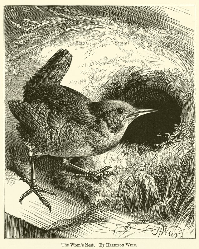 The Wren