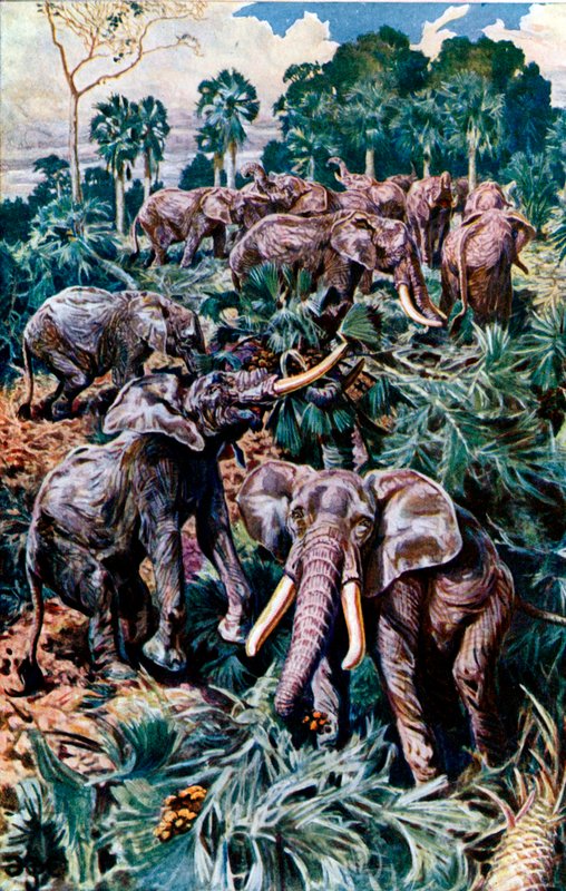 Elephants destroying a Palm Grove by Harry Hamilton Johnston