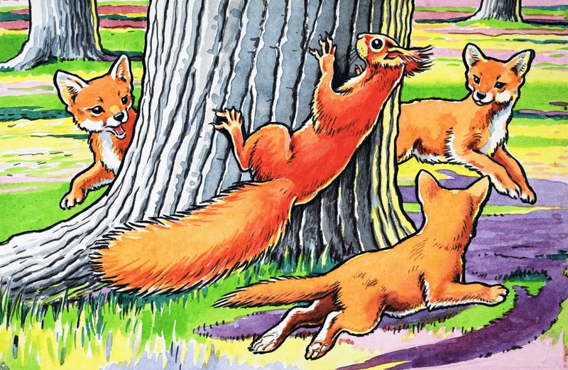 Little Red Squirrel by Harry M. Pettit