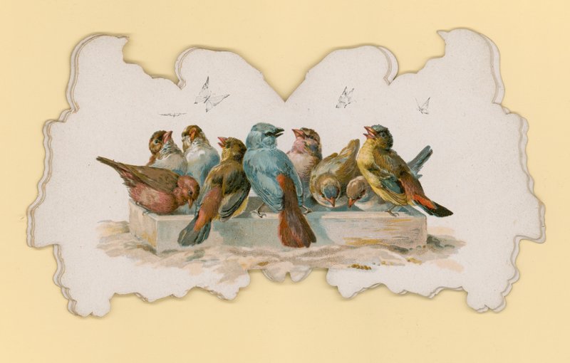 Birds by Hector Giacomelli