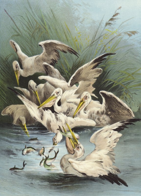 Pelicans Feeding by Hector Giacomelli