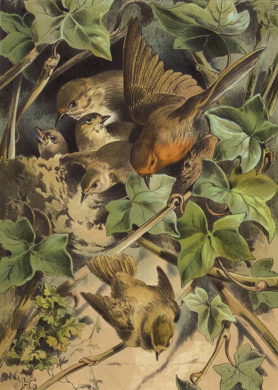 Robin, Leaving the Nest by Hector Giacomelli