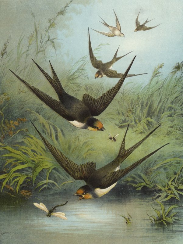 Swallow by Hector Giacomelli