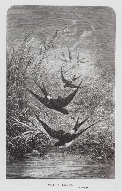 The Insect: The Pursuit by Hector Giacomelli