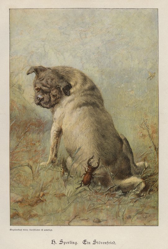 A Troublemaker by Heinrich Sperling