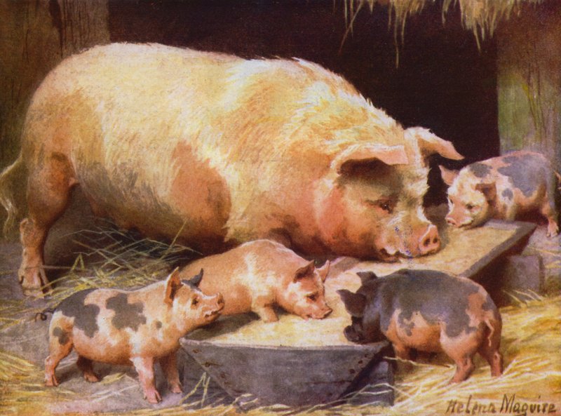 Sow and Piglets by Helena J. Maguire