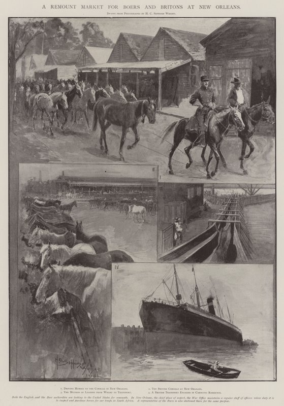 A Remount Market for Boers and Britons at New Orleans by Henry Charles Seppings Wright