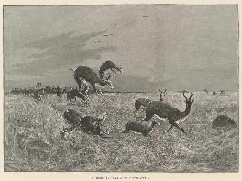 Springbok-Shooting in South Africa by Henry Charles Seppings Wright