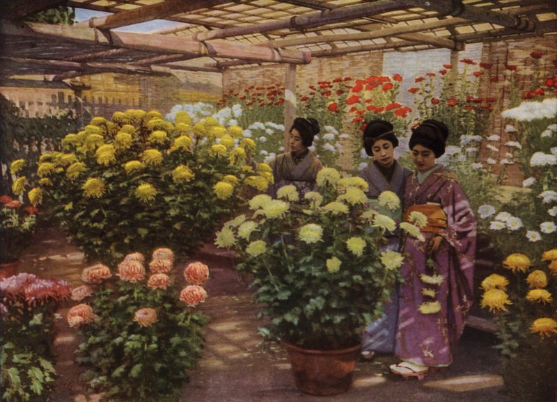 At the Chrysanthemum Show by Herbert Ponting