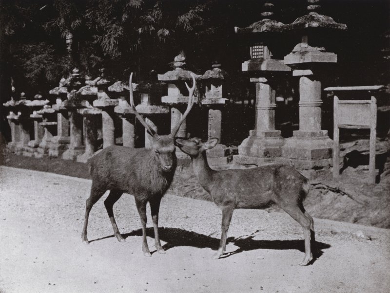 Deer, a Study at Nara by Herbert Ponting