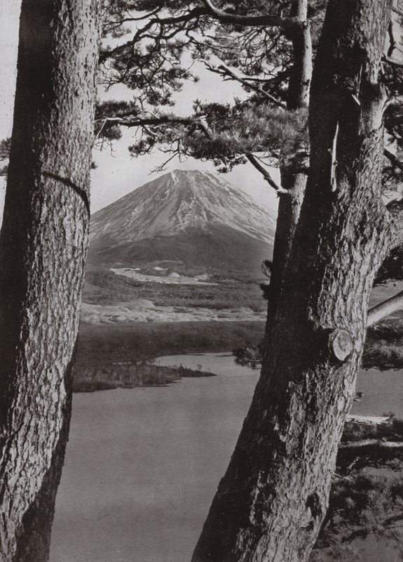 Fuji and the Pine Trees by Herbert Ponting