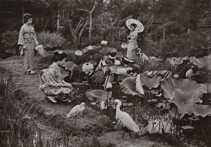 In a Lotus Garden by Herbert Ponting